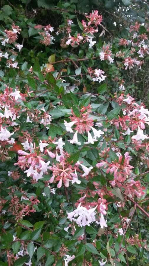 Abelia × grandiflora — houseplant care guide