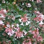 Abelia × grandiflora