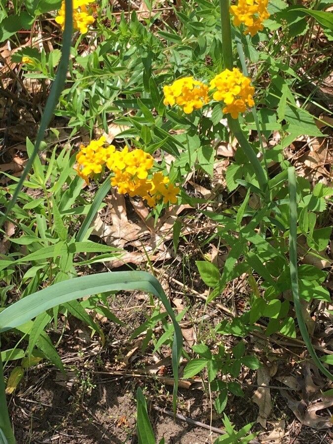 Lithospermum canescens leaf