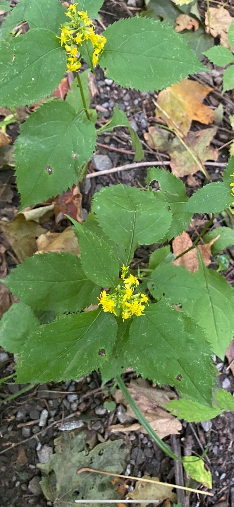 Solidago flexicaulis flower