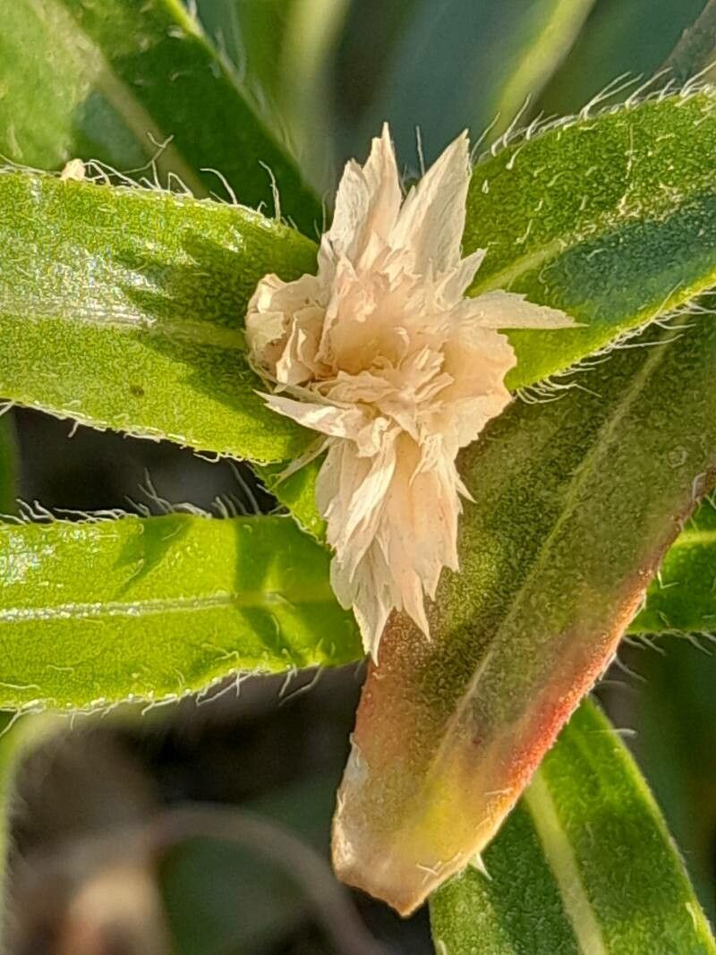 Gomphrena haageana fruit