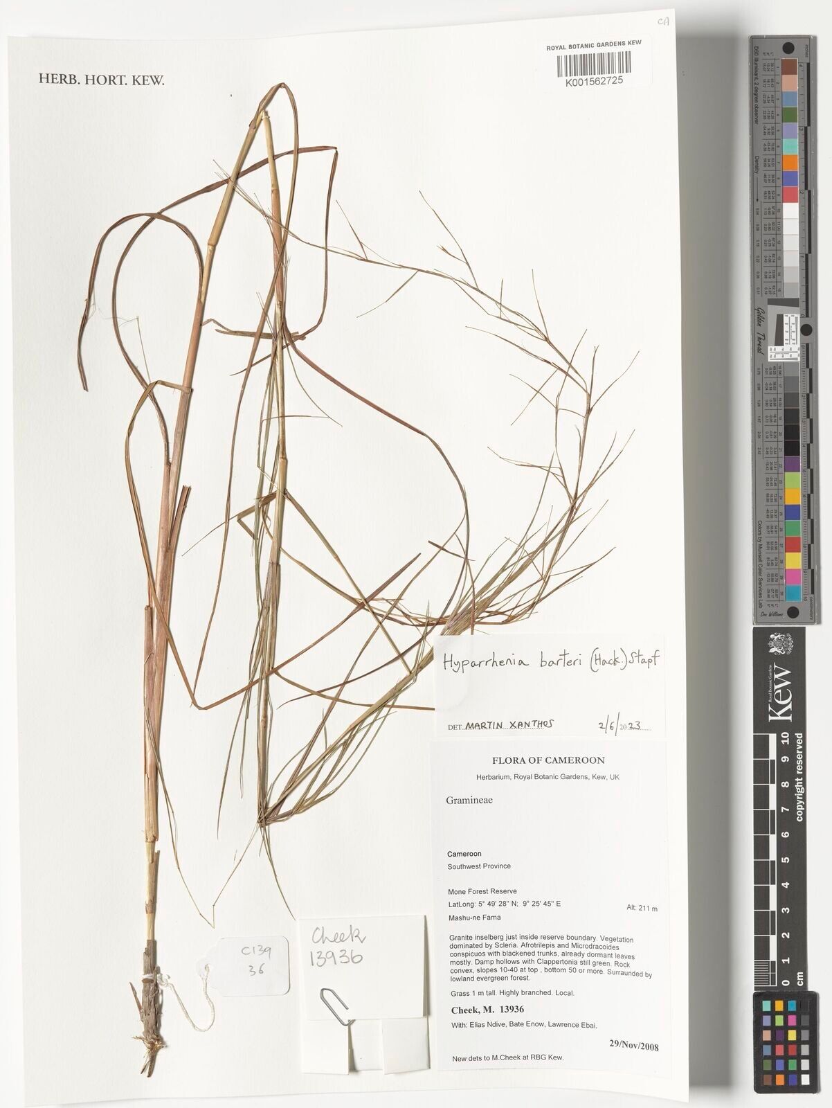 Hyparrhenia barteri — related species from the same genus