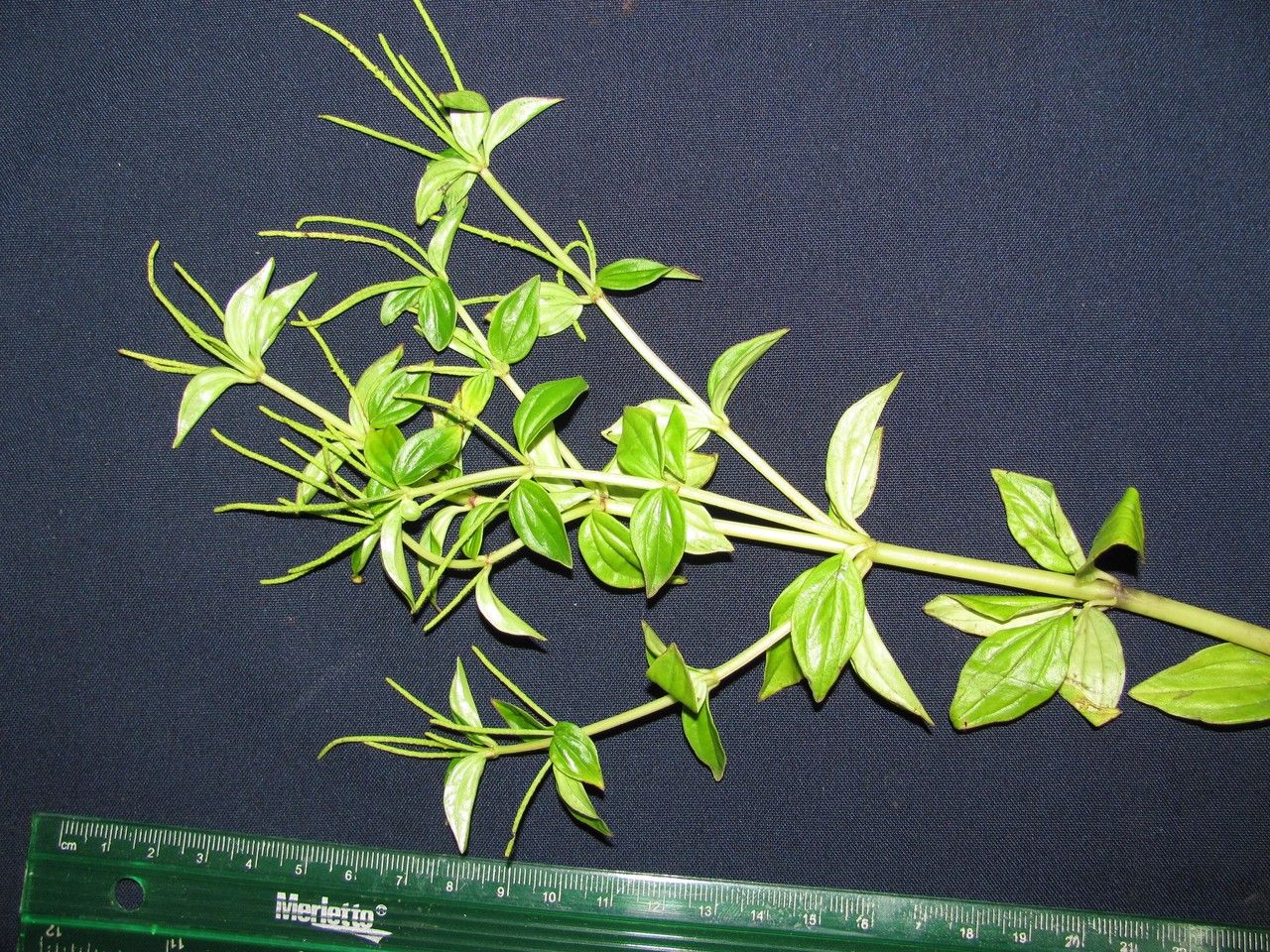 Peperomia barbinodis — houseplant care guide