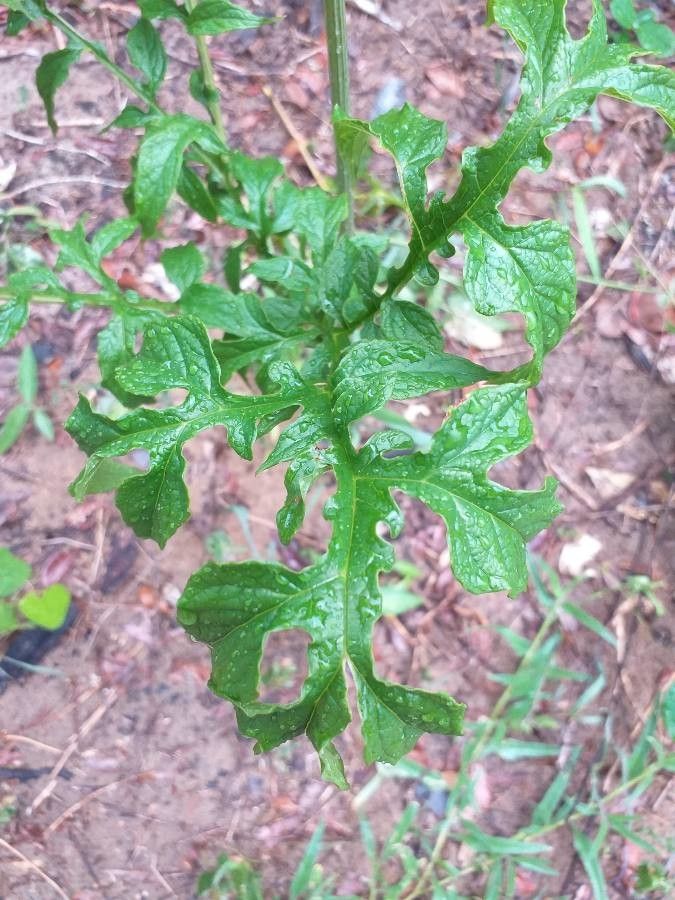 Tacca leontopetaloides leaf