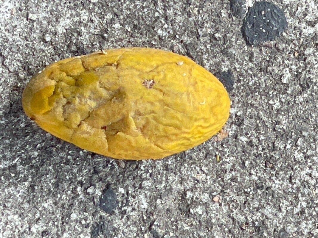 Moquilea tomentosa fruit