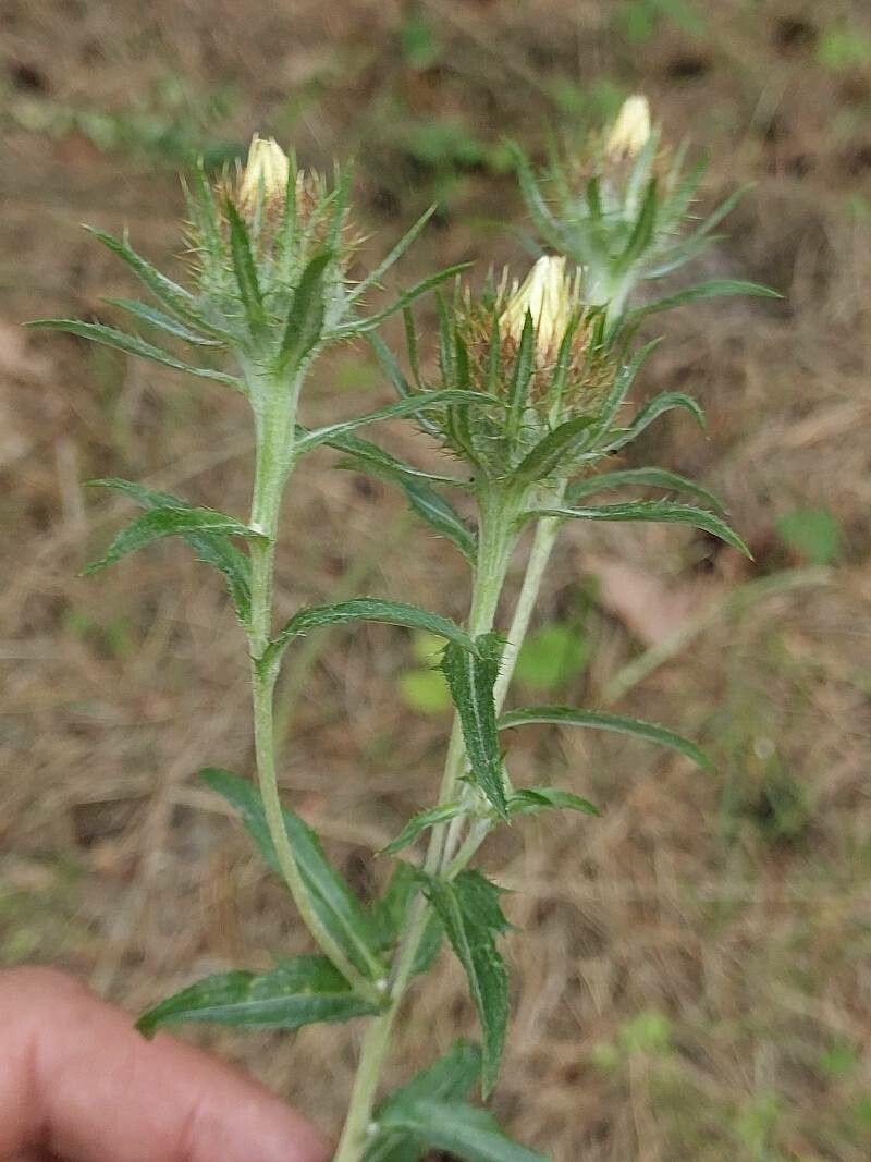 Carlina biebersteinii flower
