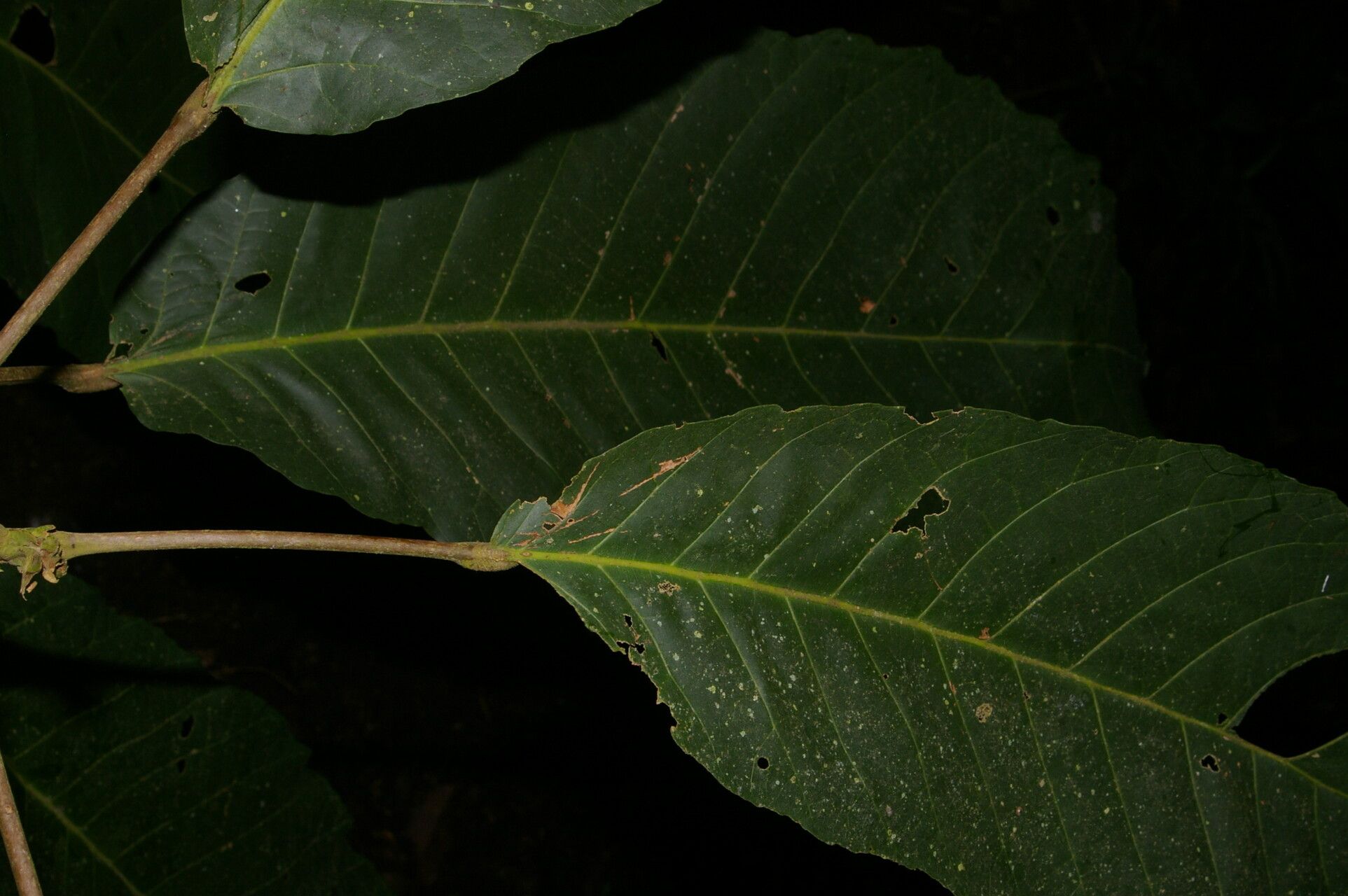 Sloanea ampla leaf