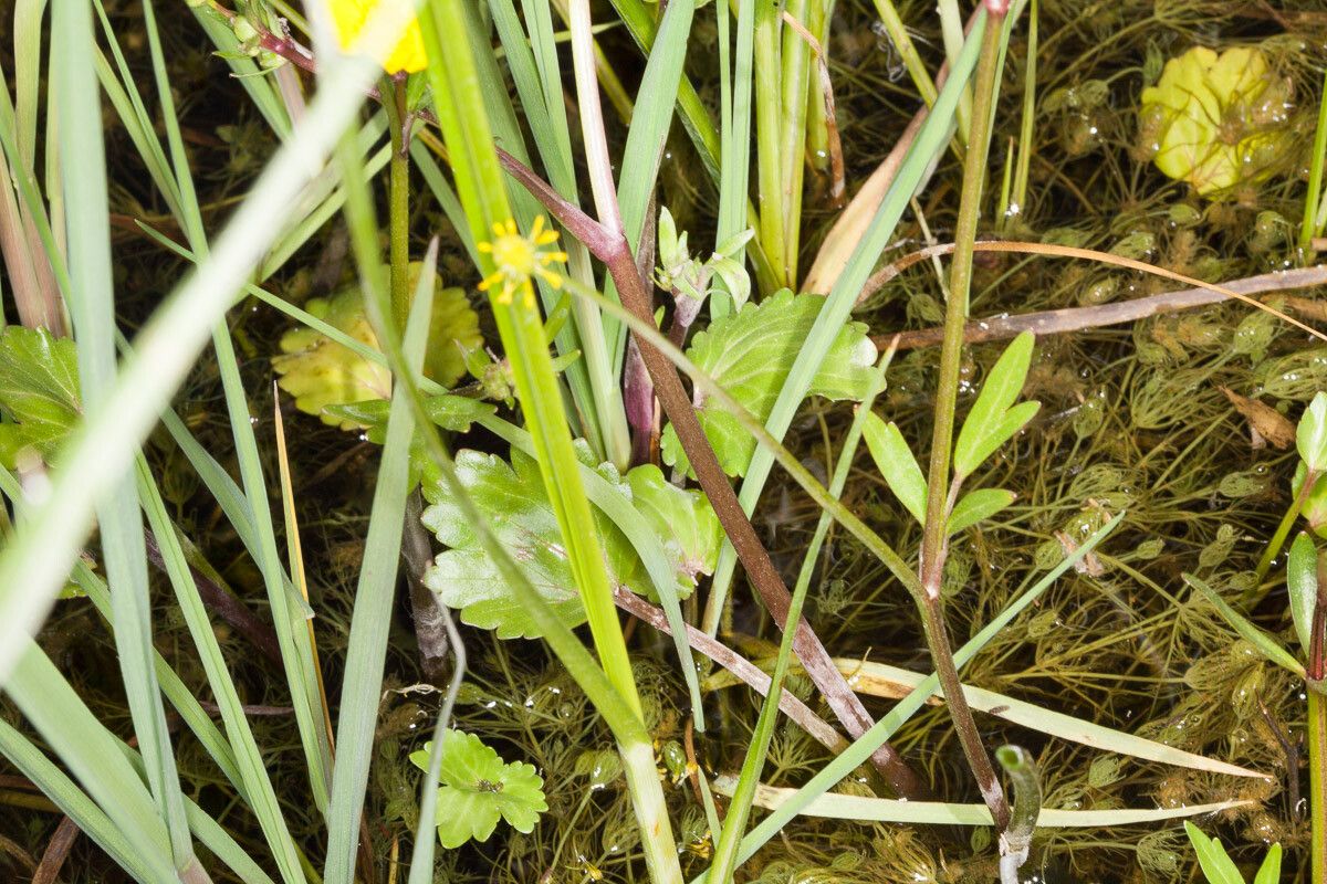 Ranunculus cordiger — houseplant care guide