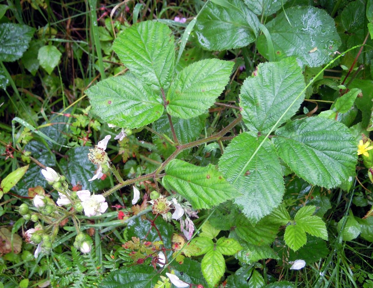 Rubus bartonii other