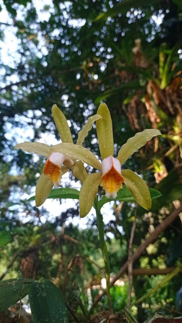 Cattleya forbesii flower