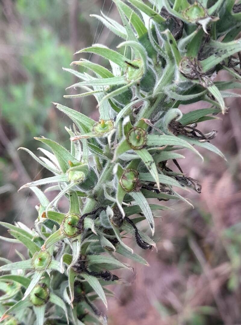 Lobelia hassleri other