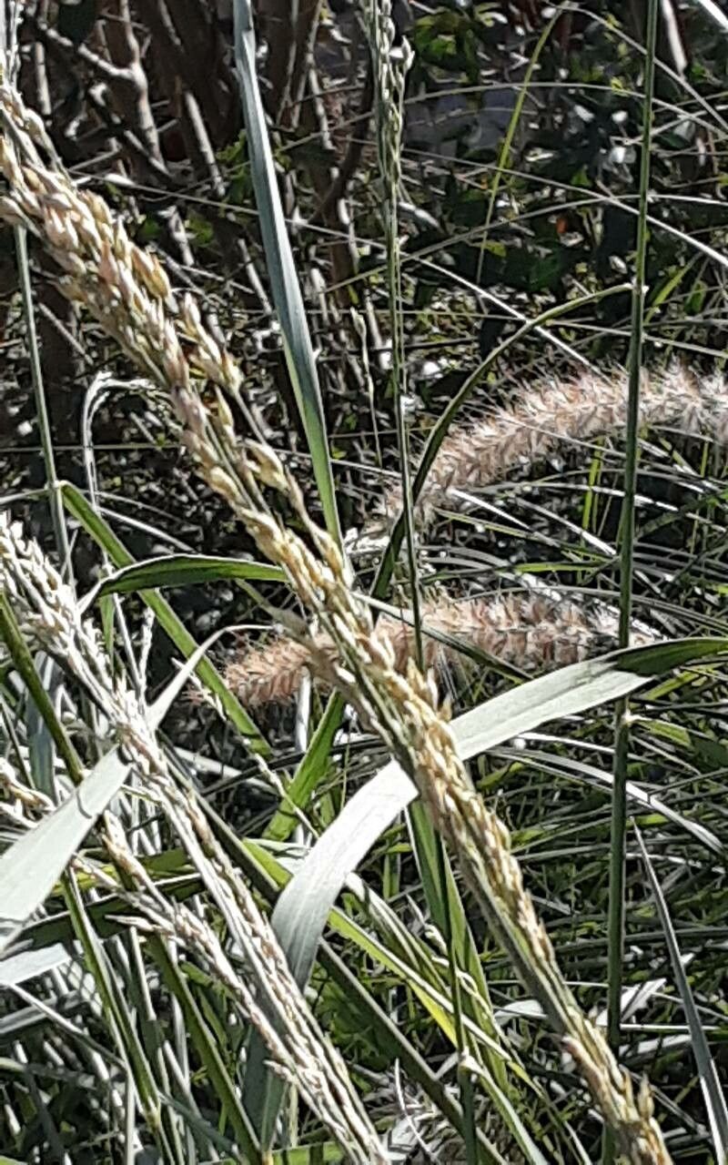 Calamagrostis breviligulata flower