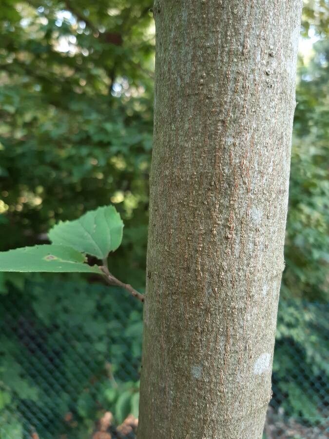 Celtis koraiensis bark
