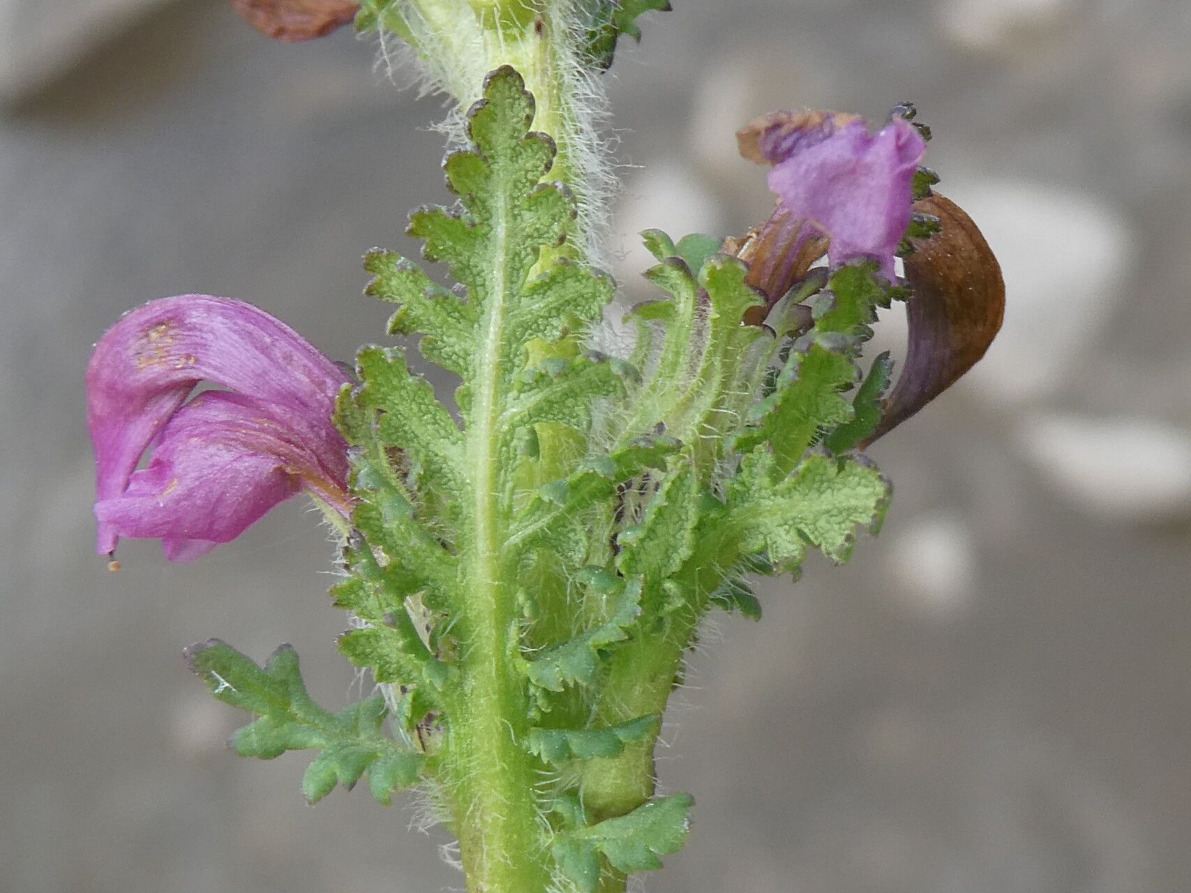 Pedicularis mixta leaf