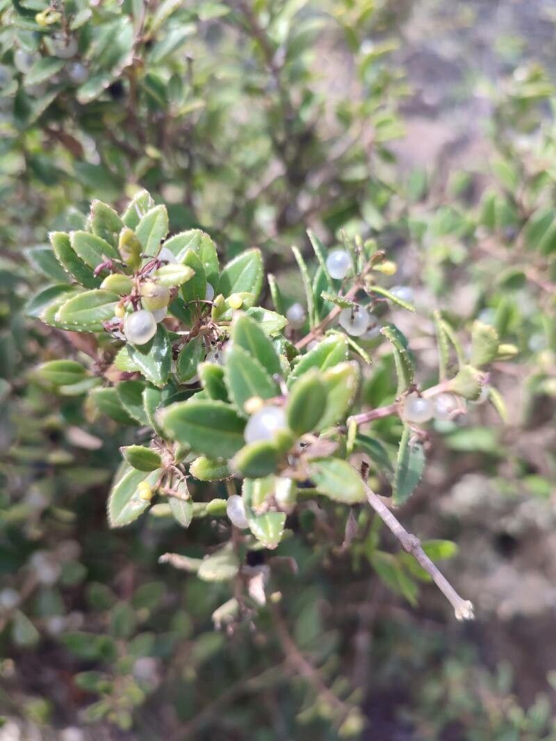 Rubia fruticosa fruit