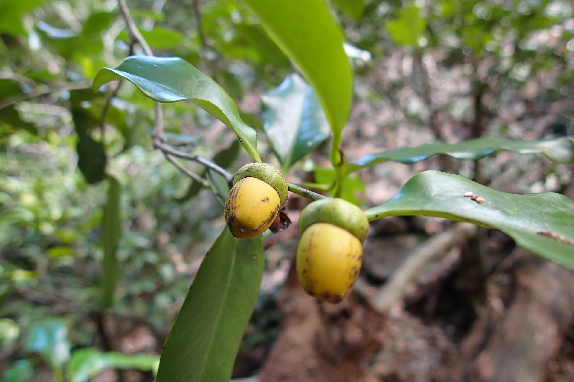 Diospyros tireliae fruit