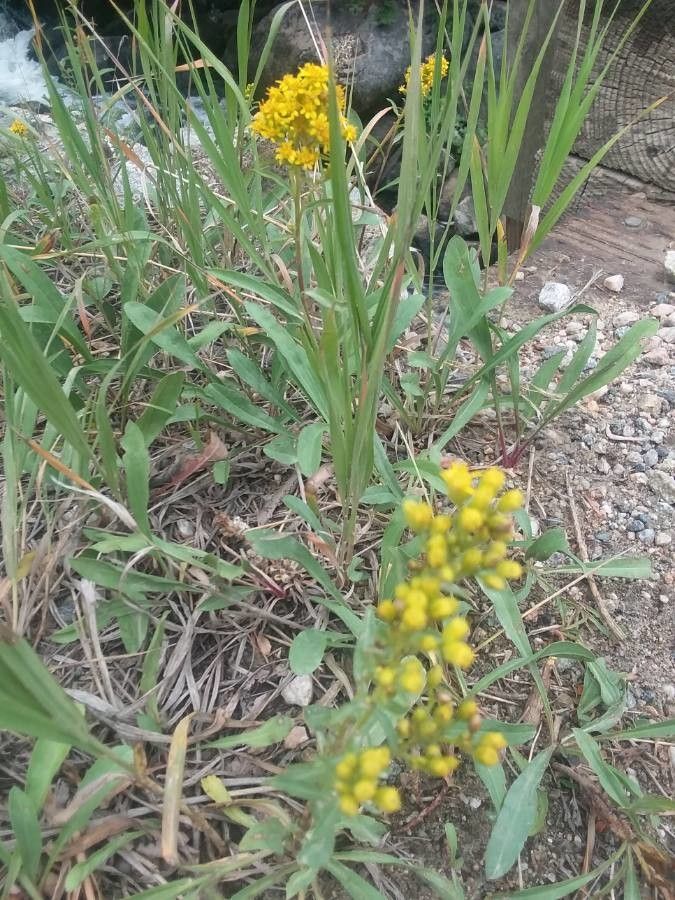 Solidago missouriensis — search result for 'Solidago'