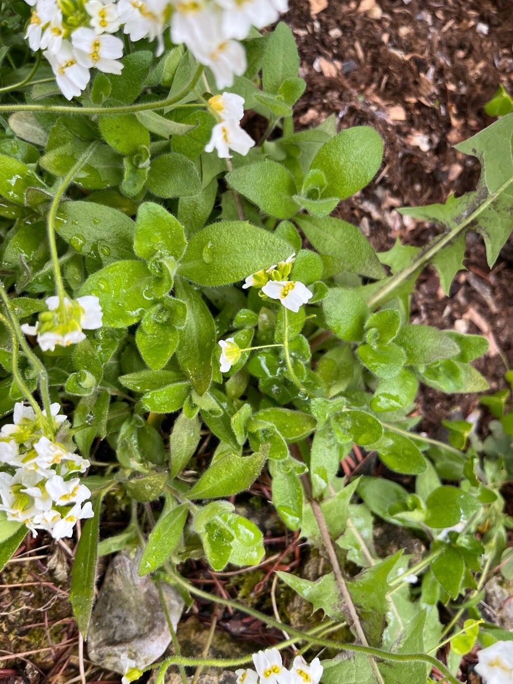 Draba sachalinensis — houseplant care guide
