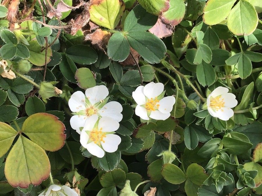 Potentilla montana flower