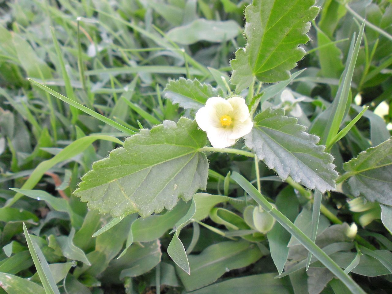 Rhynchosida physocalyx habit