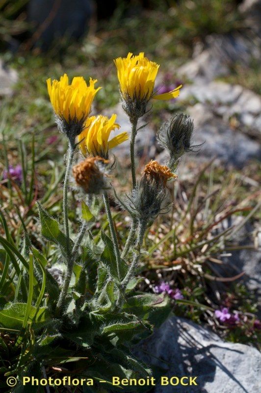 Hieracium dentatum — houseplant care guide