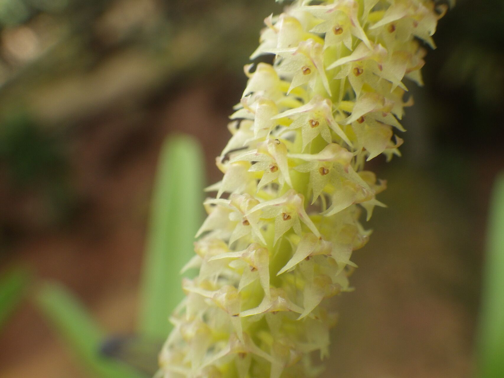 Polystachya polychaete flower