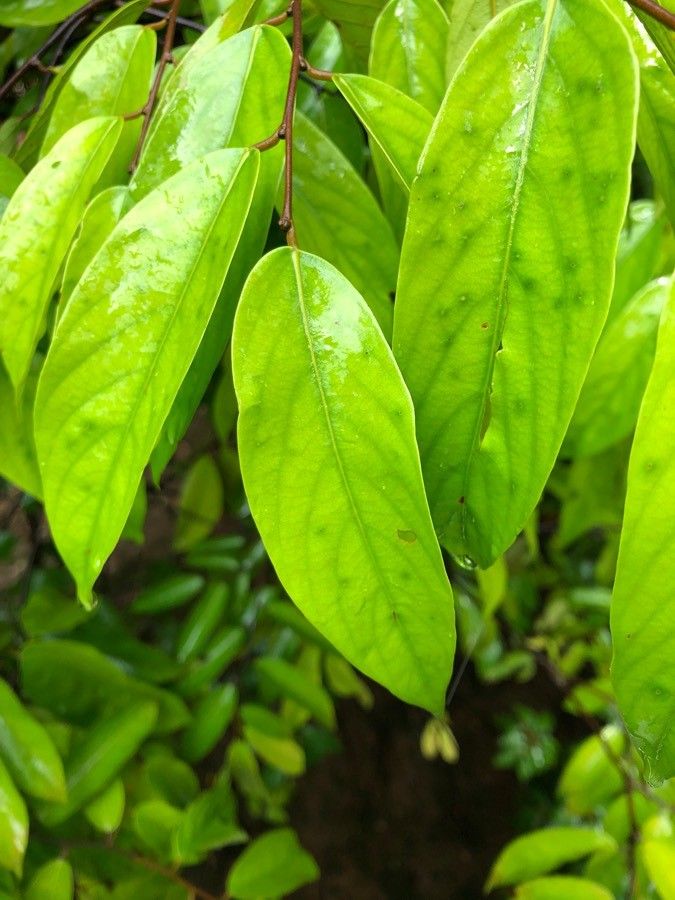 Neobalanocarpus heimii — houseplant care guide
