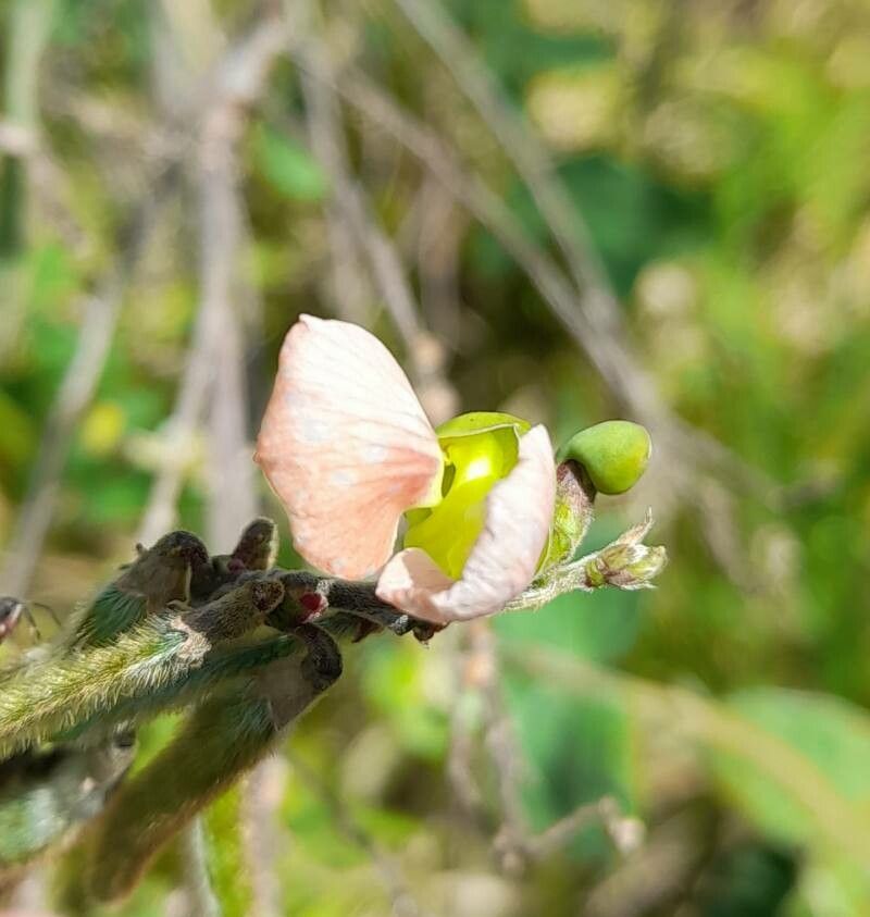 Macroptilium erythroloma flower