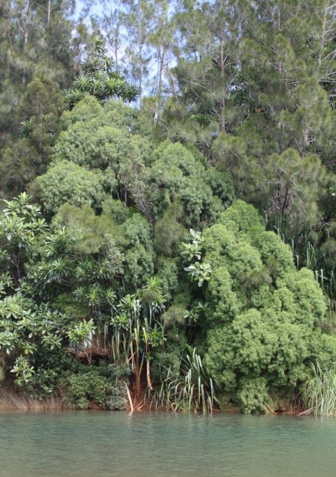 Gymnostoma webbianum habit