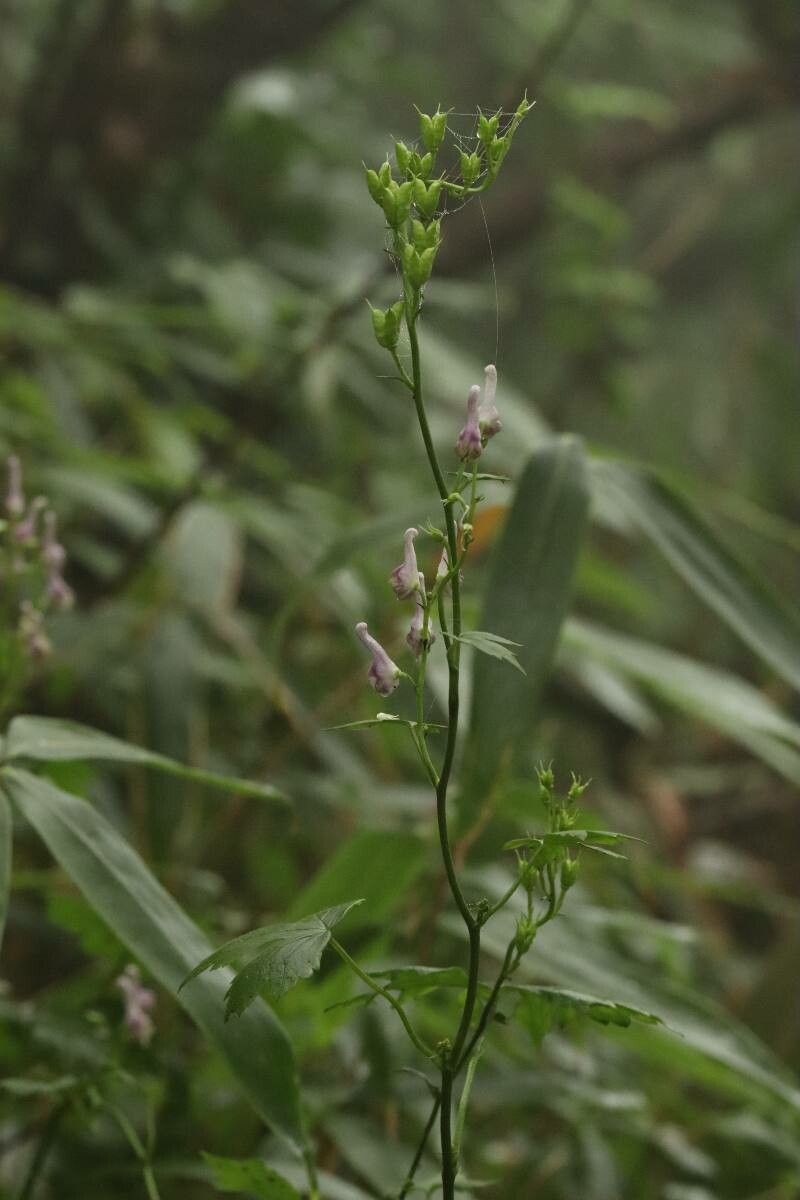 Aconitum pterocaule flower