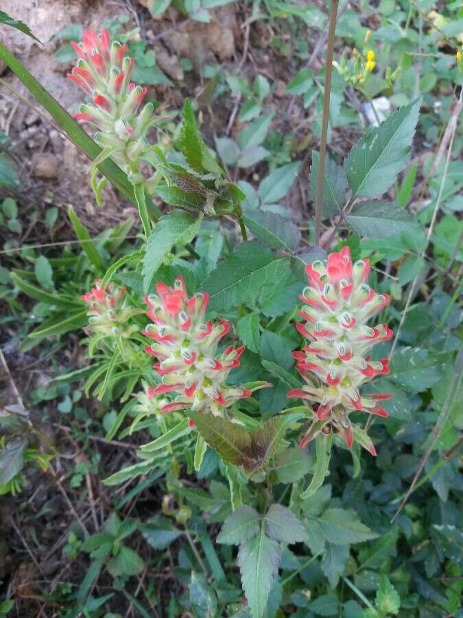 Castilleja nervata habit