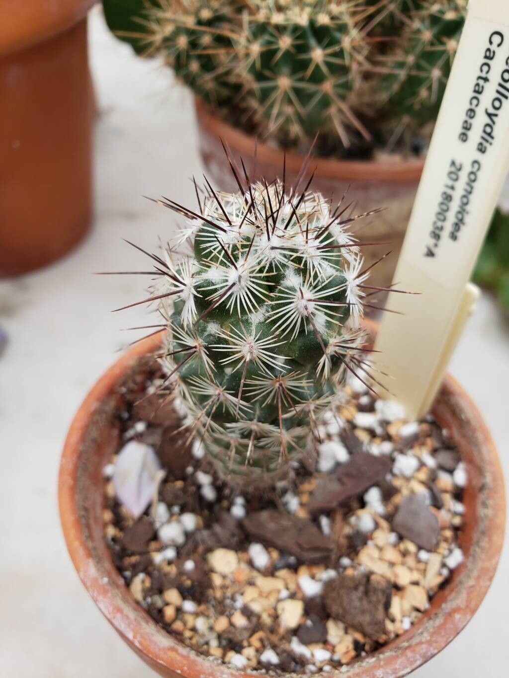 Cochemiea conoidea — houseplant care guide