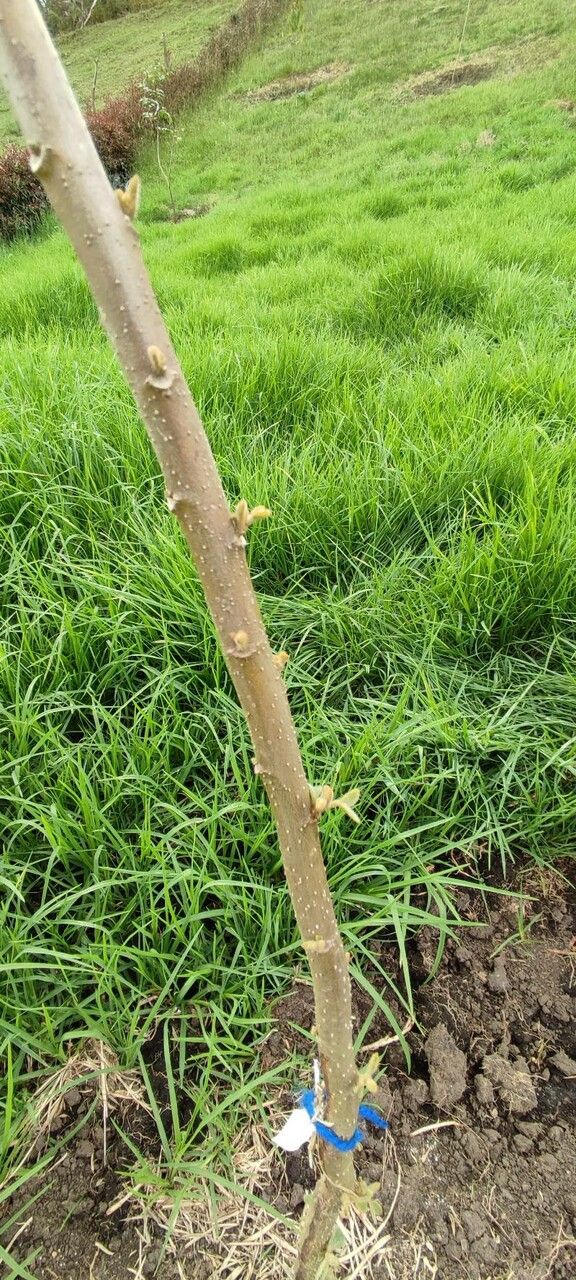 Croton aristophlebius bark