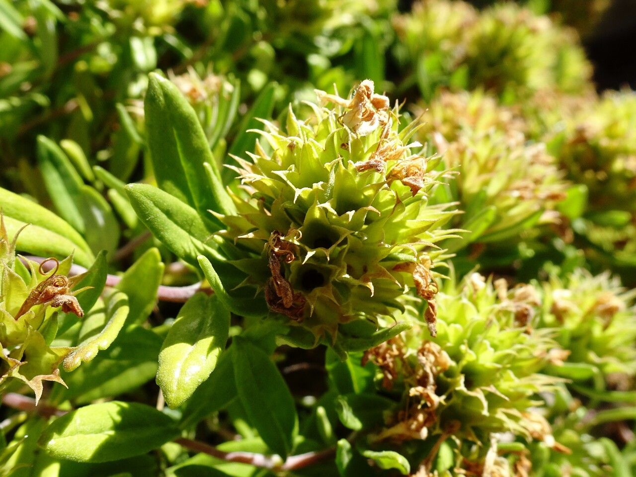 Teucrium montanum flower