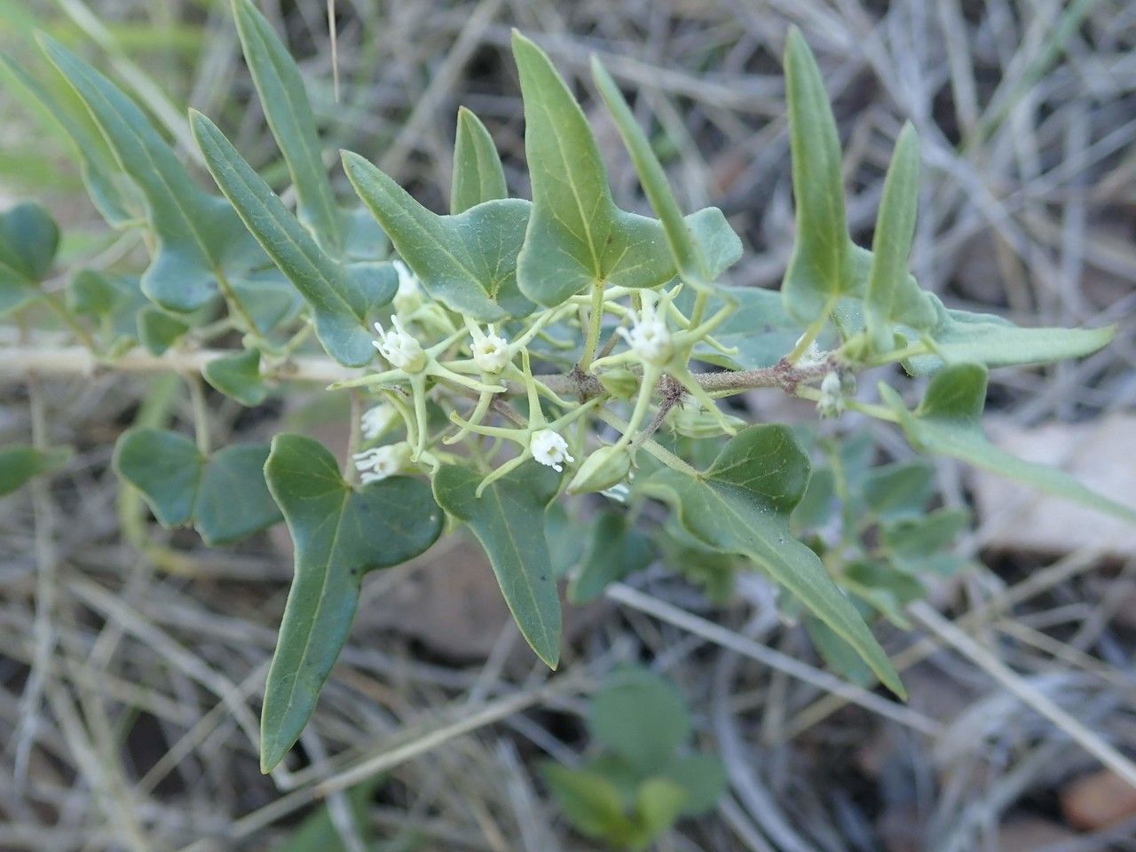 Cynanchum hastifolium flower