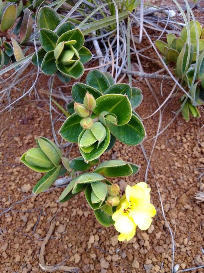 Hibbertia nana — houseplant care guide