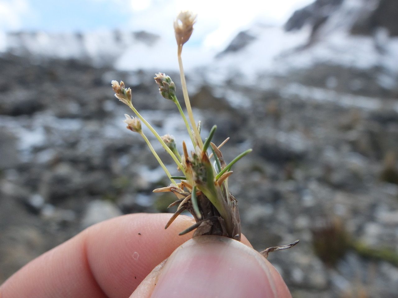 Poa perligulata habit