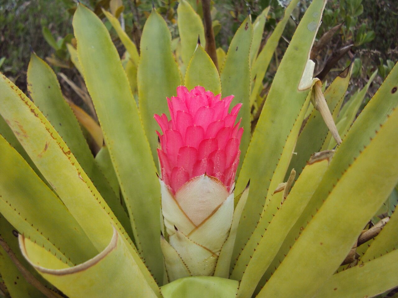 Quesnelia arvensis — related species from the same genus