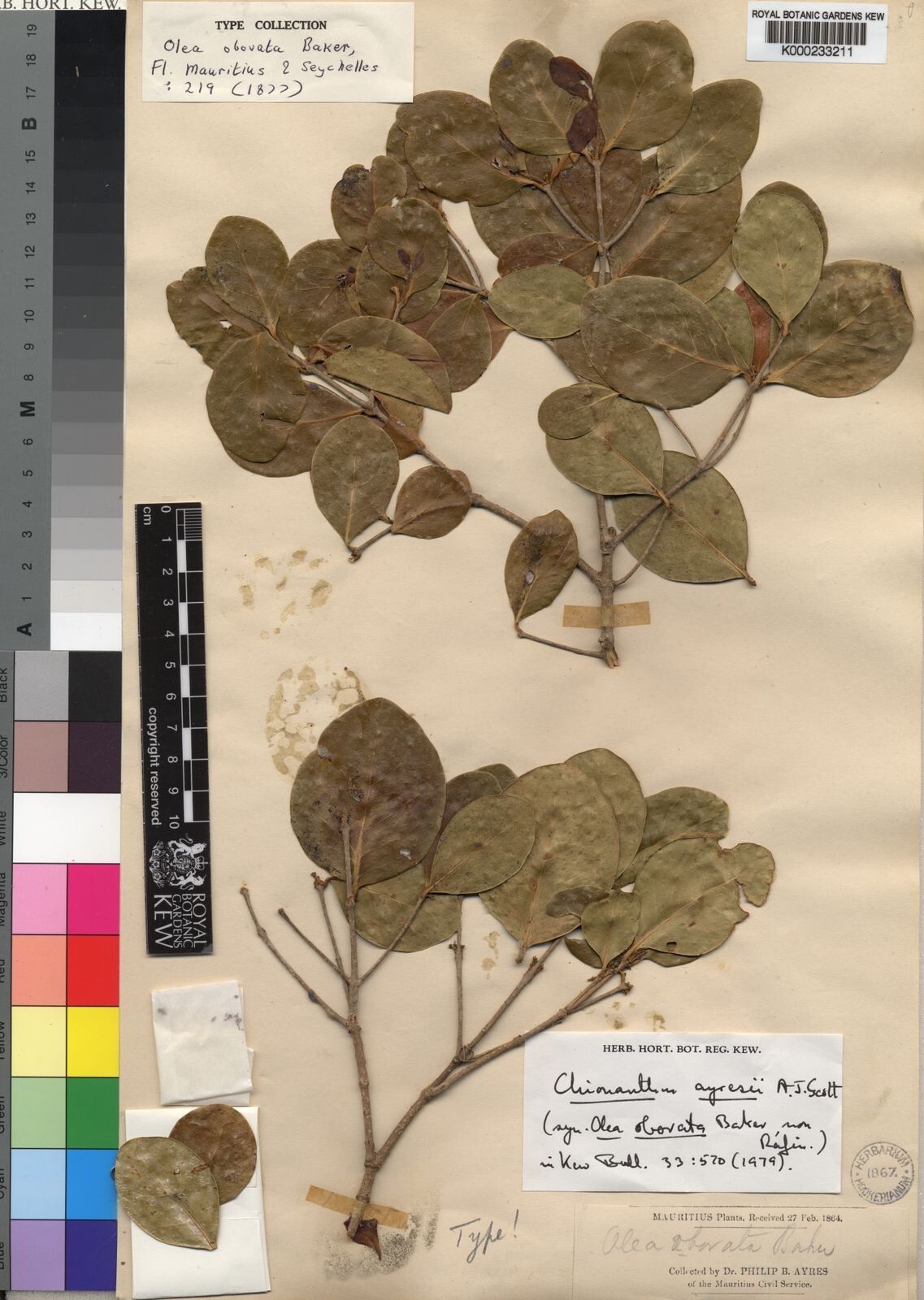 Noronhia obovata — houseplant care guide