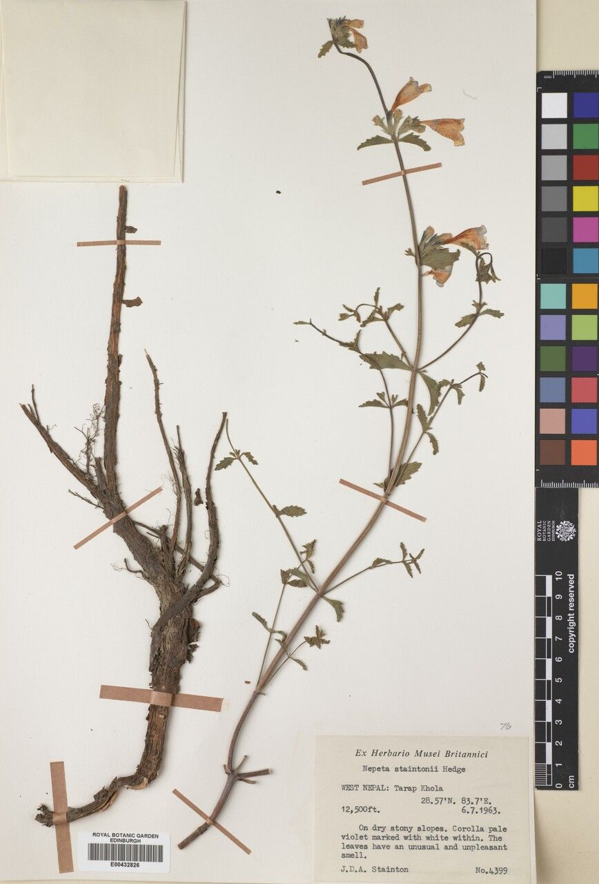 Nepeta staintonii other