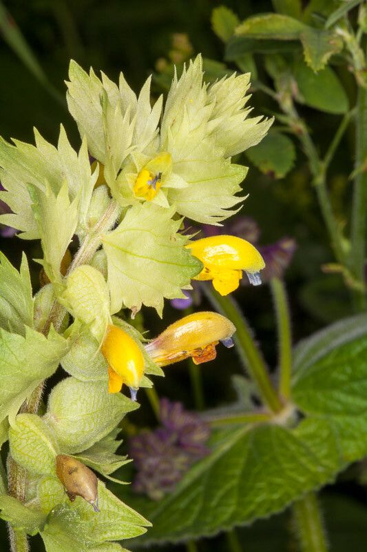 Rhinanthus freynii flower