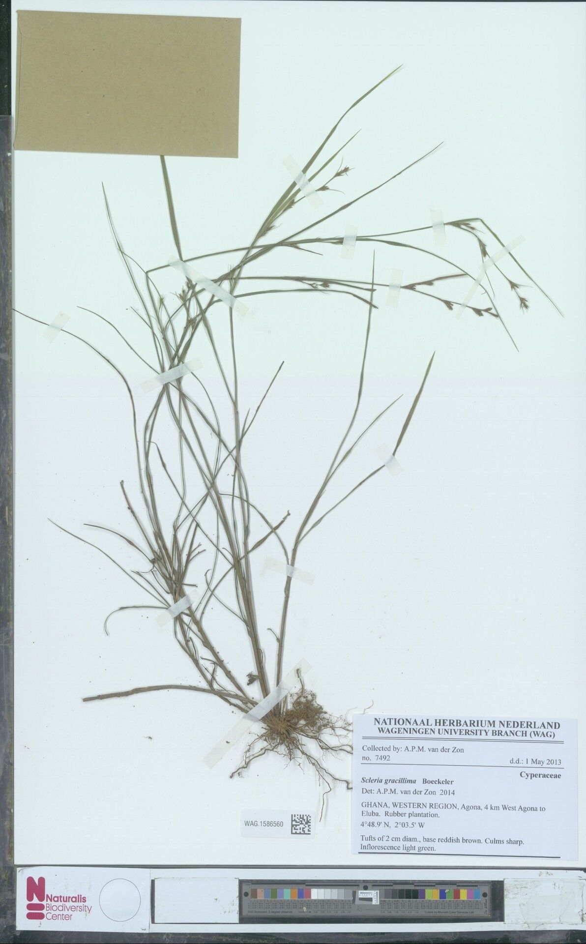 Scleria gracillima — houseplant care guide