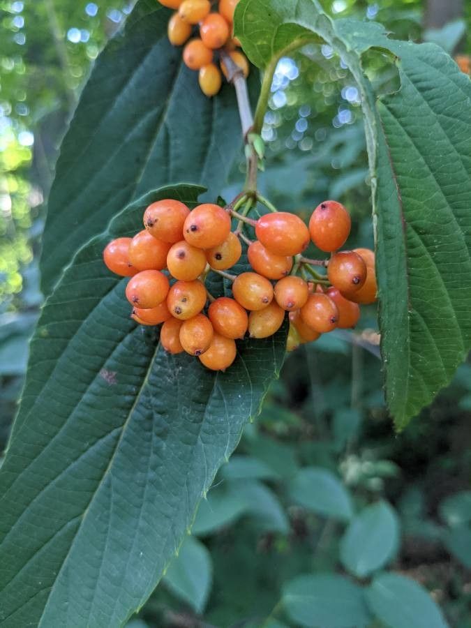 Viburnum sieboldii fruit