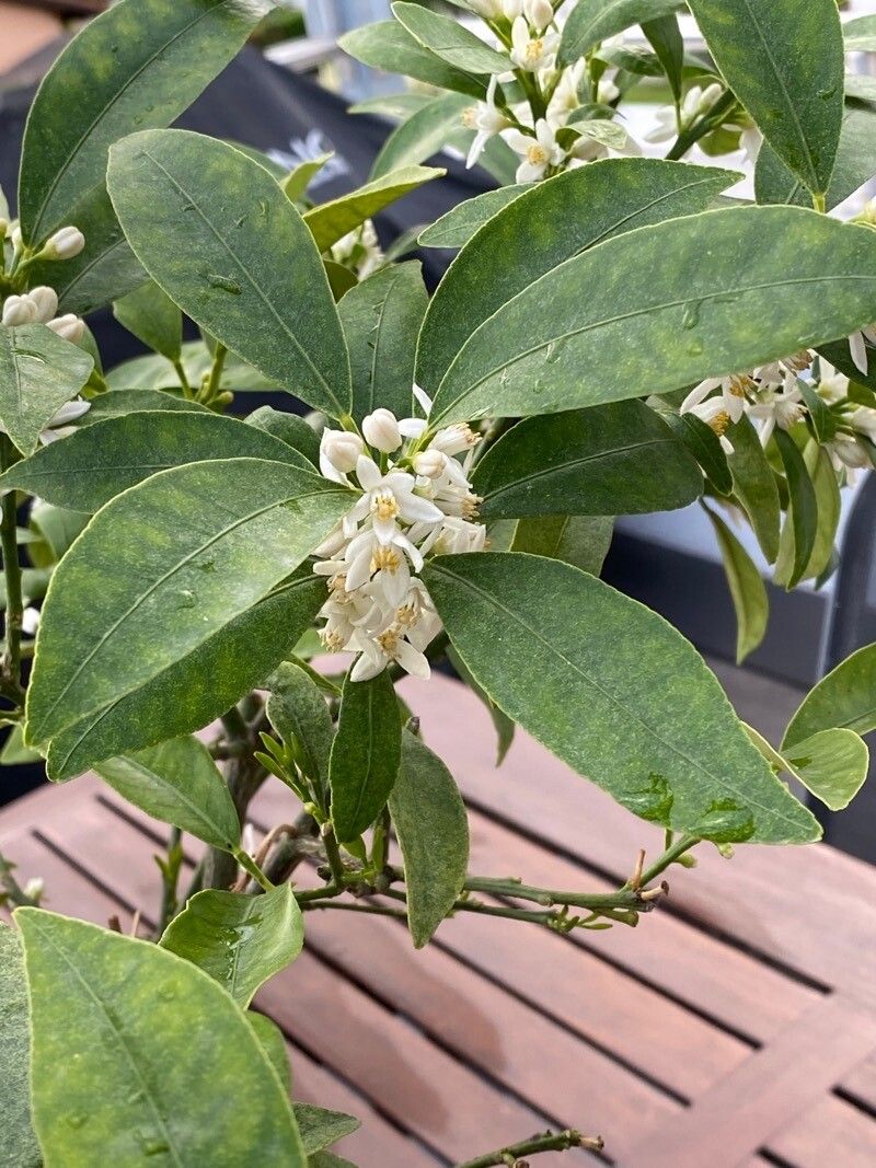 Fortunella japonica flower