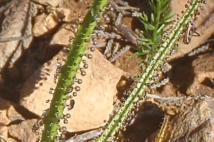 Drosophyllum lusitanicum habit