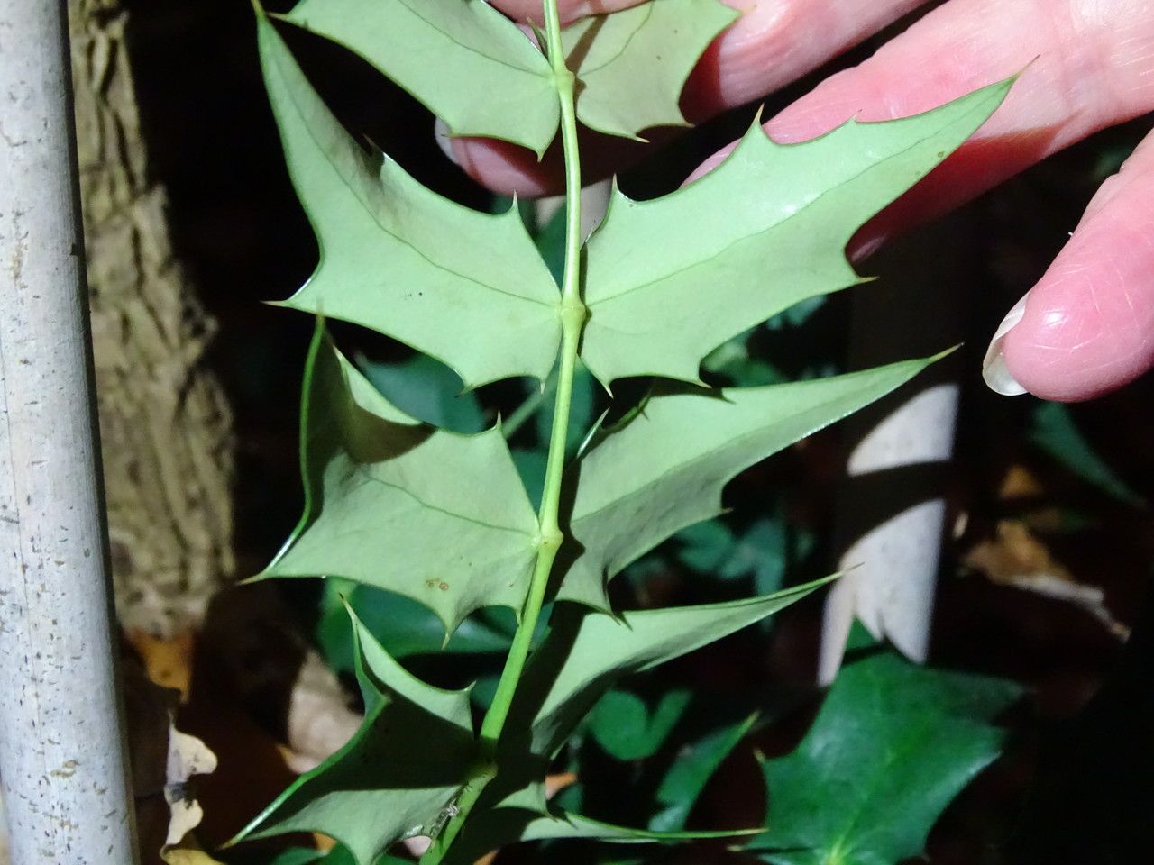 Mahonia napaulensis leaf