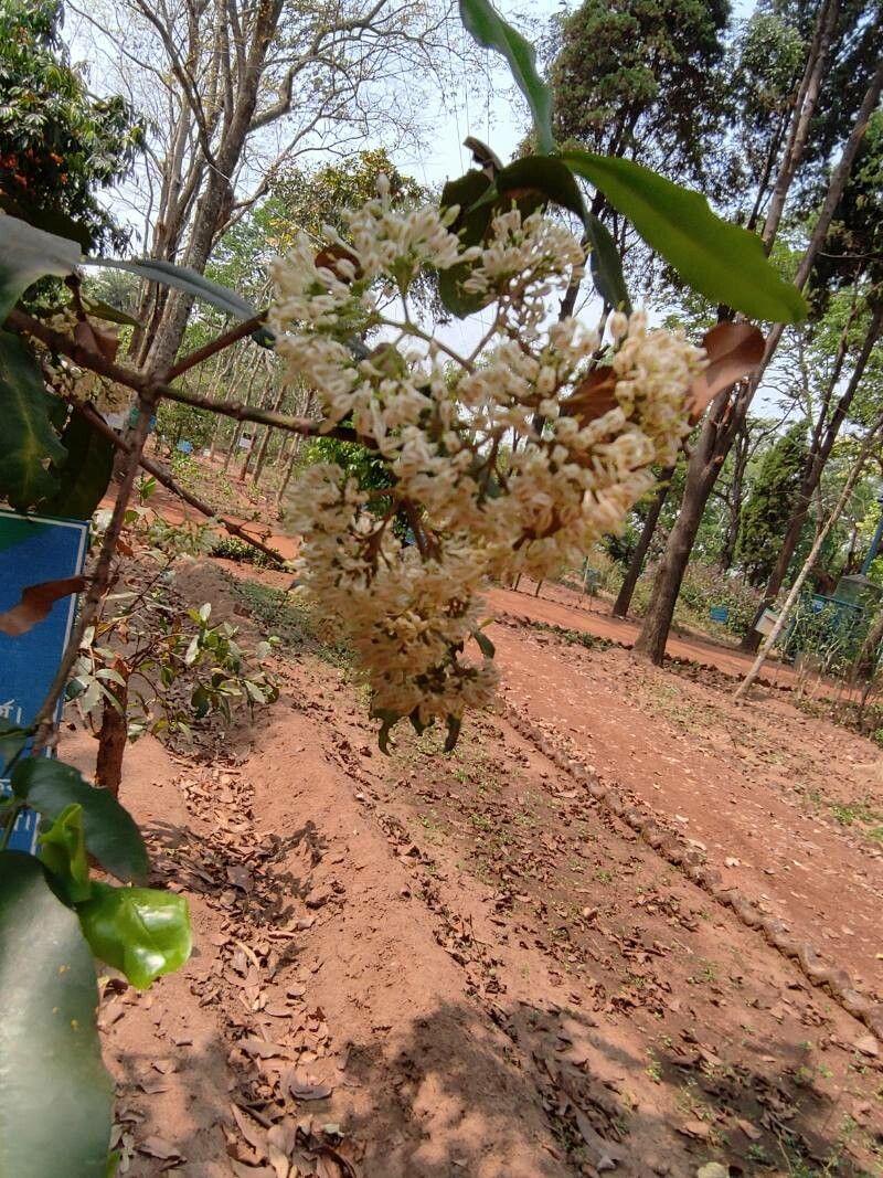Ixora pavetta flower
