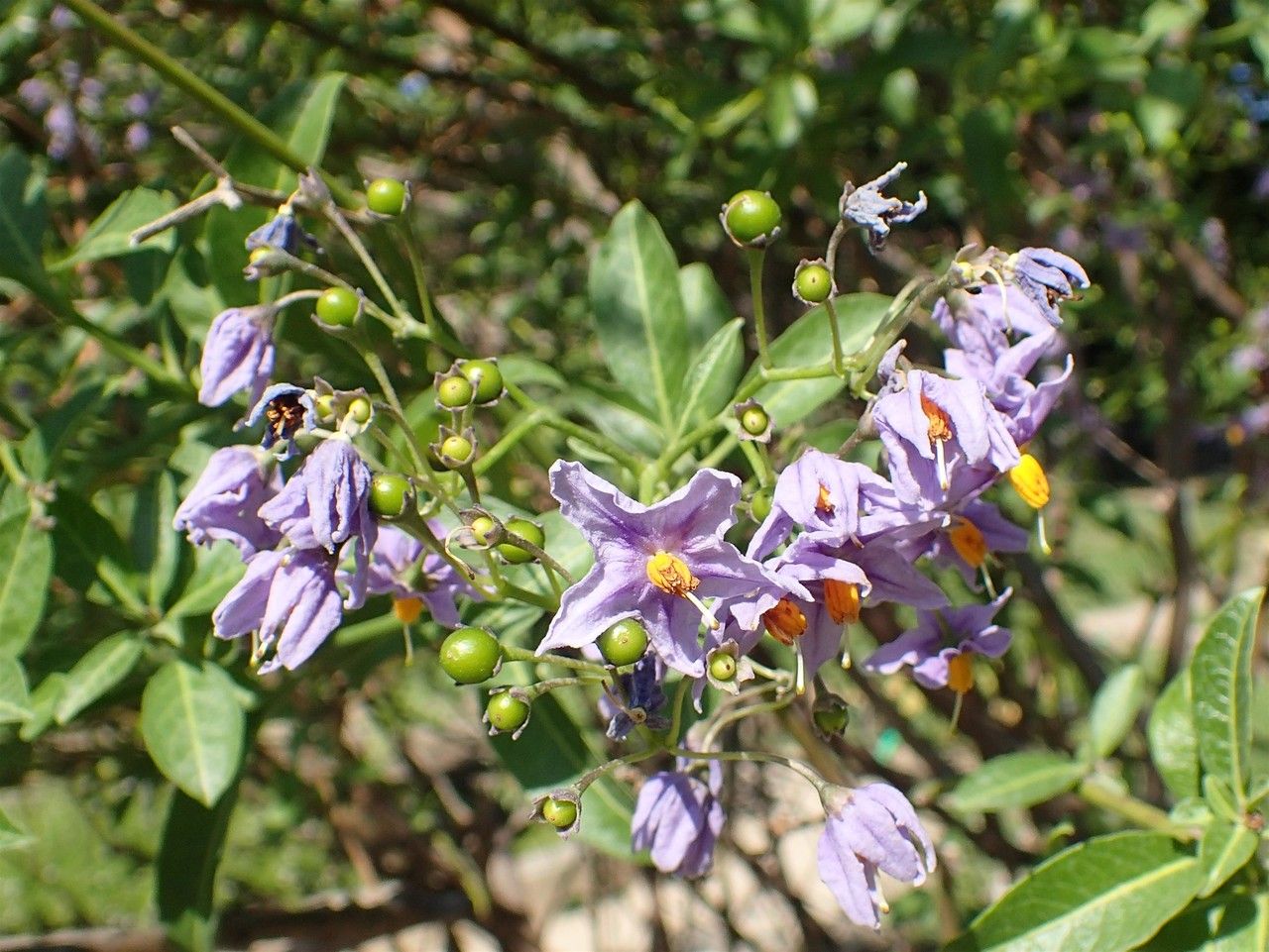 Solanum crispum habit