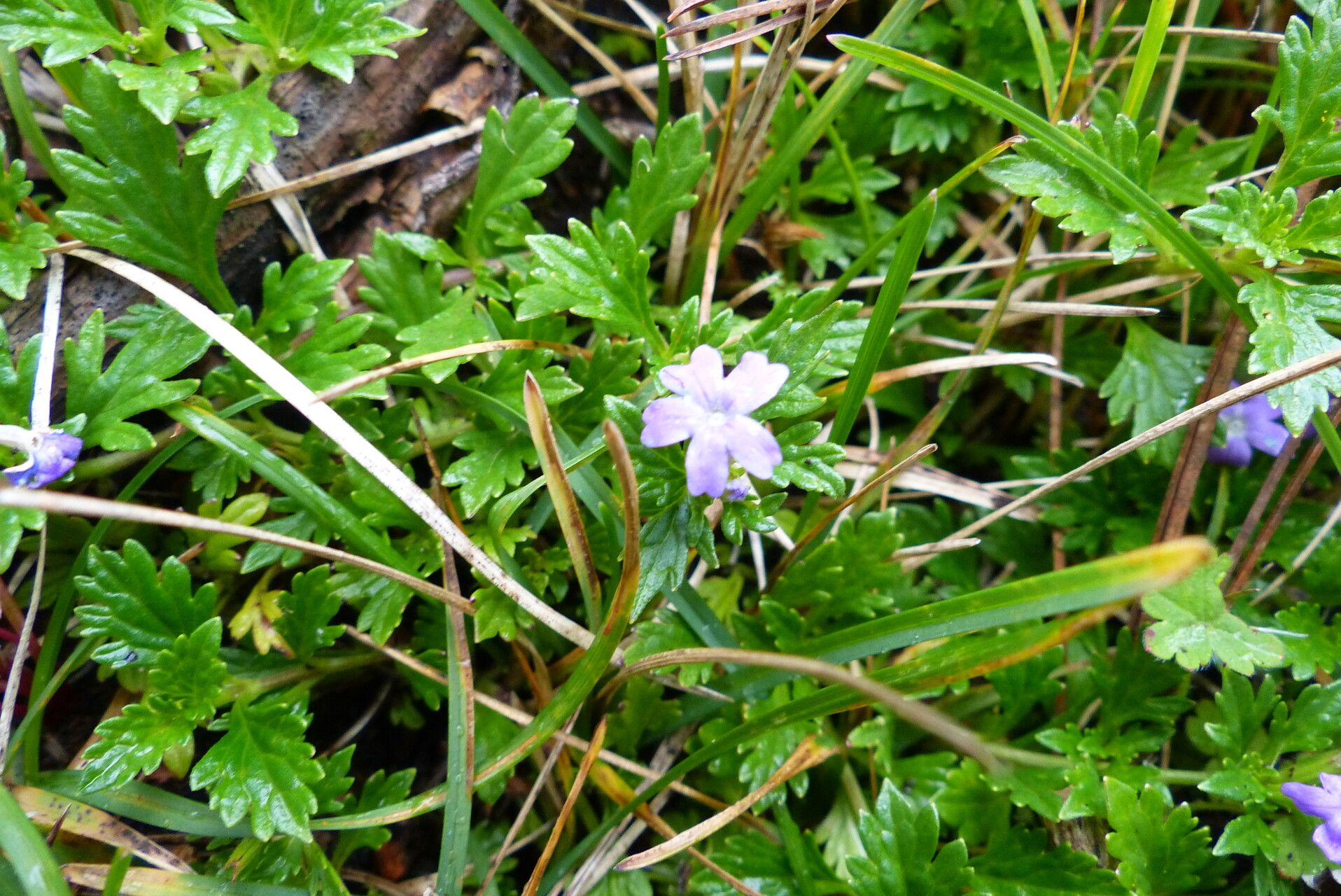 Geranium potentillifolium leaf
