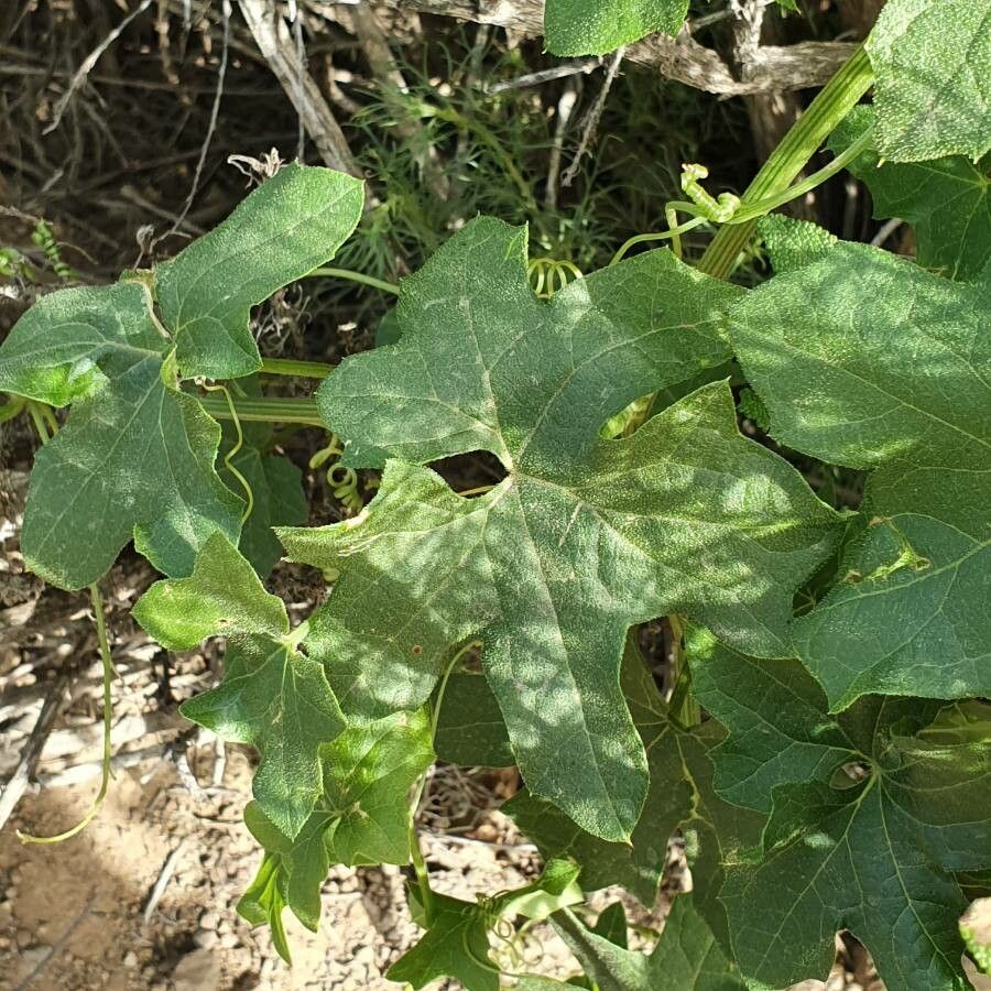 Marah macrocarpa — related species from the same genus